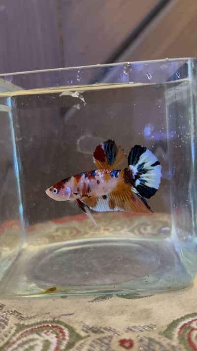 Exotic betta available
