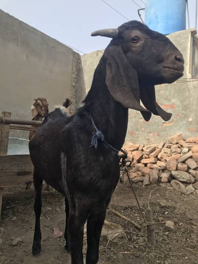 Bakra