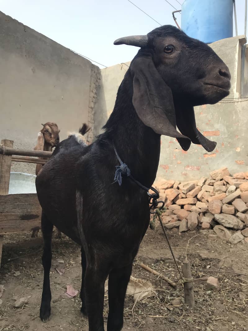 Bakra 1
