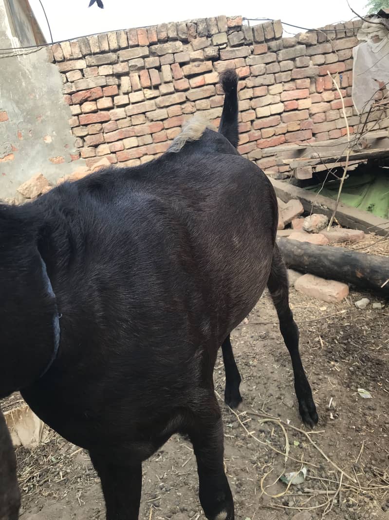 Bakra 2