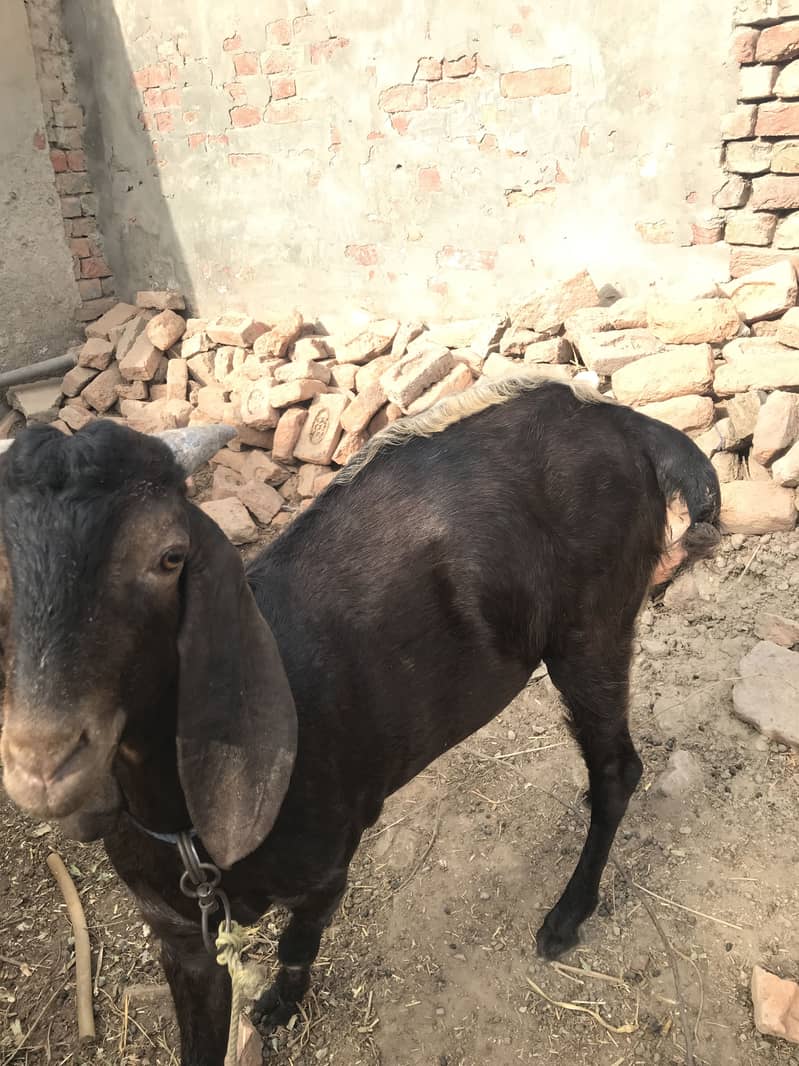 Bakra 3