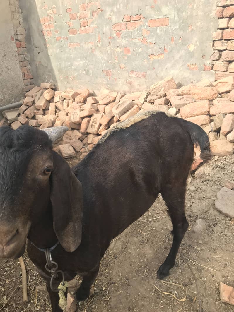 Bakra 4