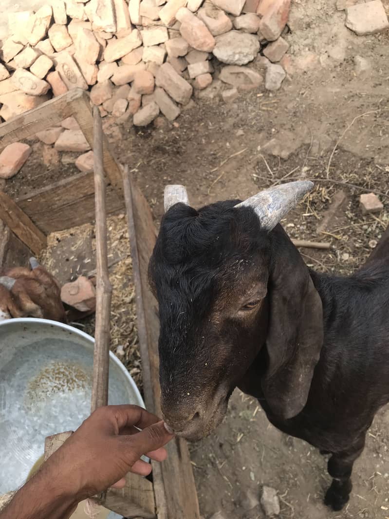 Bakra 5