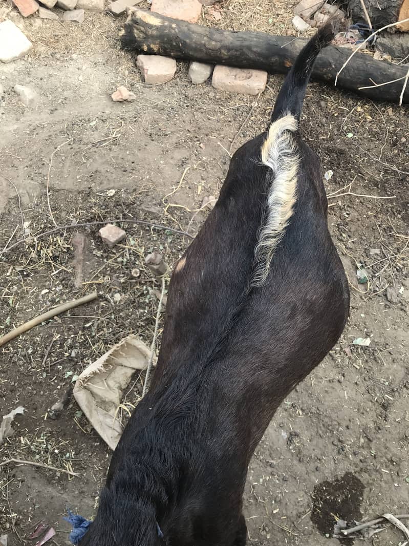 Bakra 6
