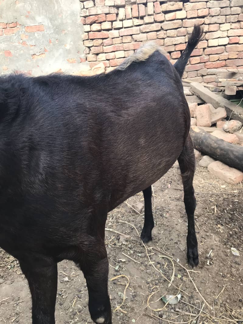 Bakra 7