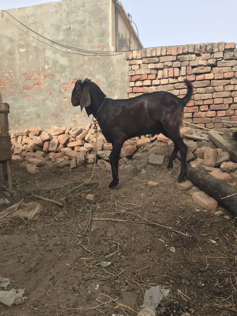 Bakra 8
