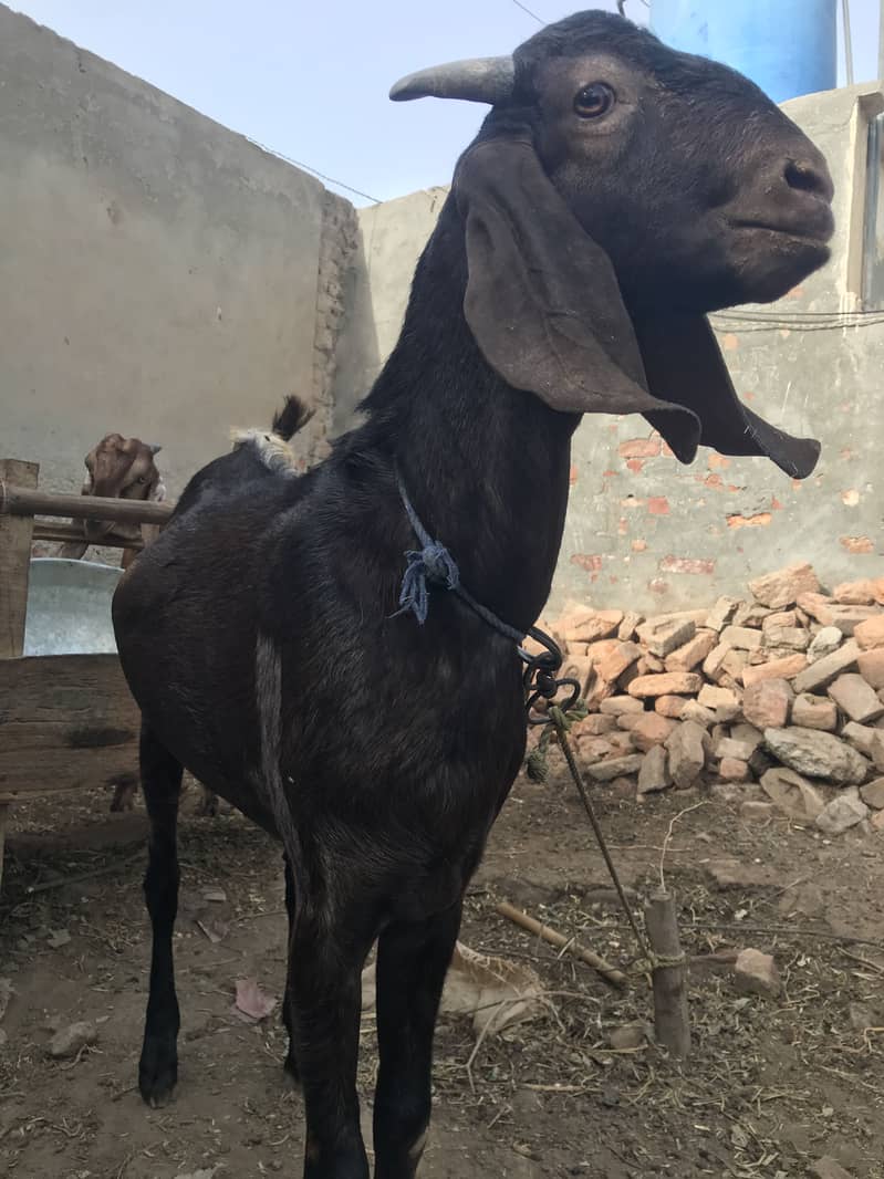 Bakra 9