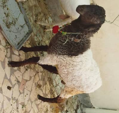 sheep bakra dumba