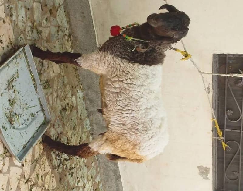 sheep bakra dumba - Sheep - 1114775381