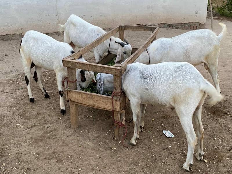 white Bakra 0