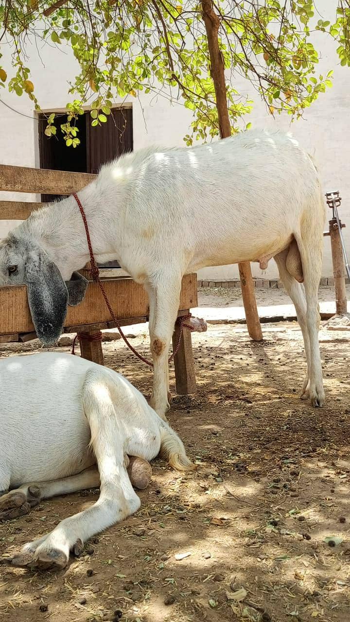 white Bakra 2