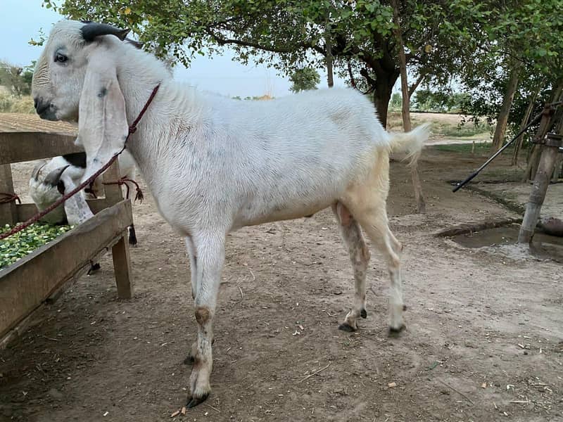white Bakra 3