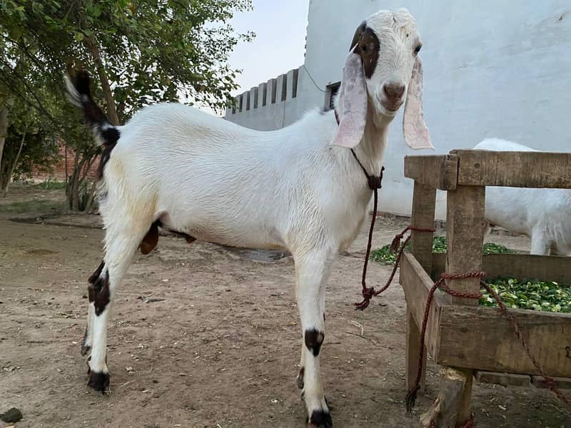 white Bakra 4