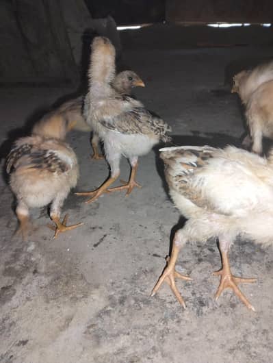 Aseel chicks available good quality