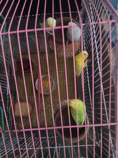 Australian birds
