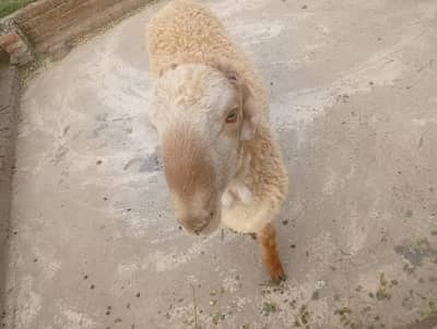 Chatra for sale sheep for sale