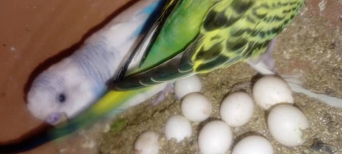 birds