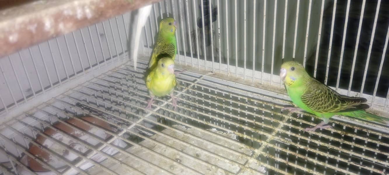 birds 1