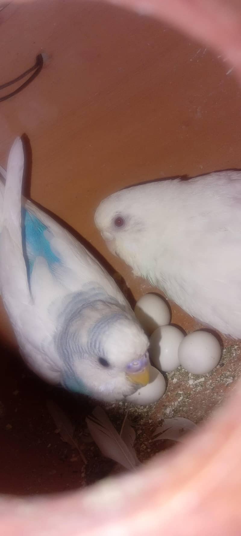 birds 2