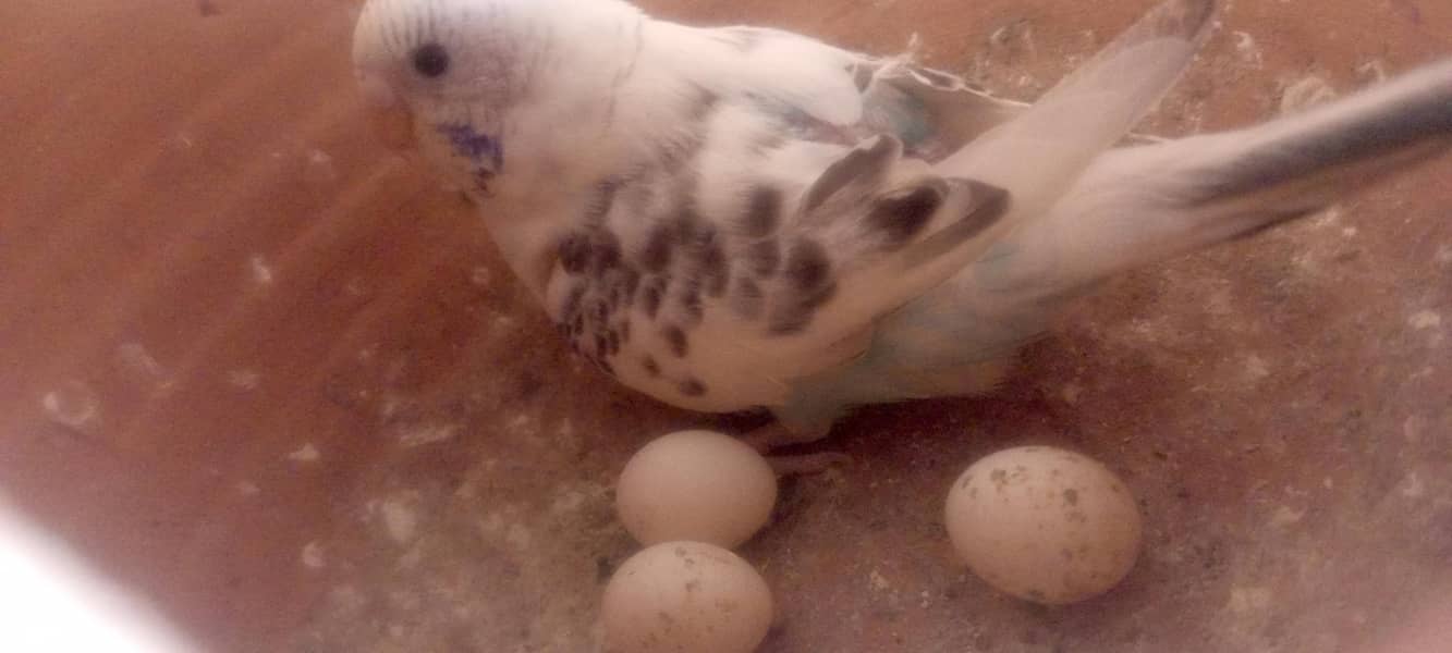 birds 3