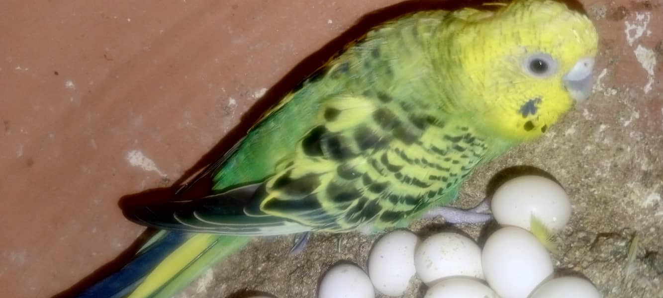 birds 4