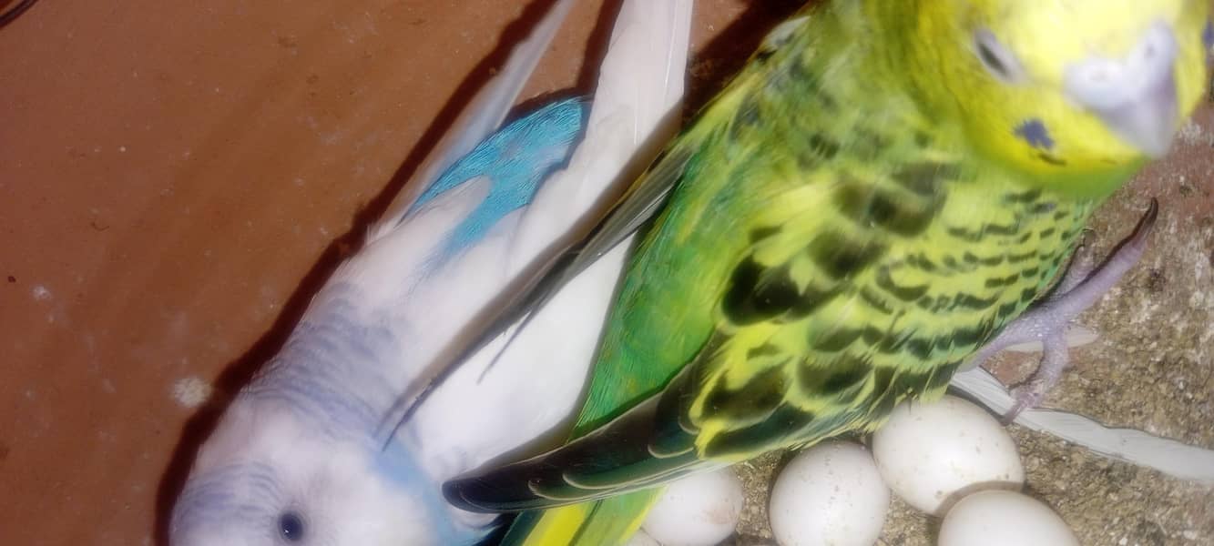 birds 5