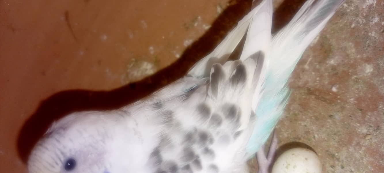 birds 6