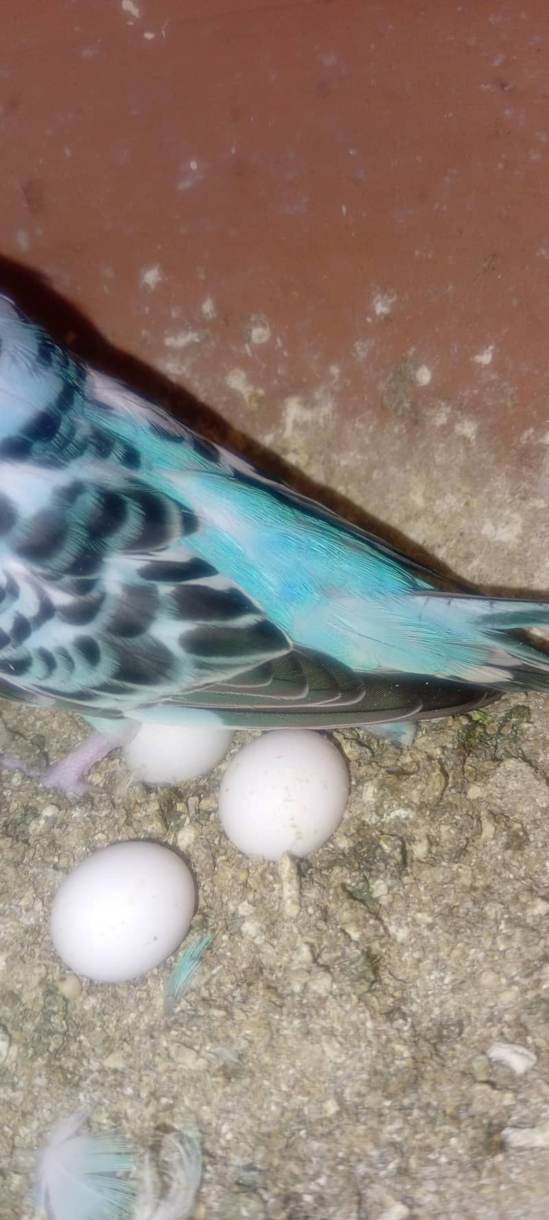 birds 7