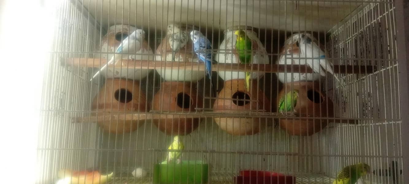 birds 8
