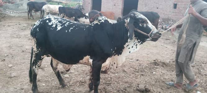 bull for Qurbani