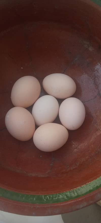 Pure Aseel eggs for sale