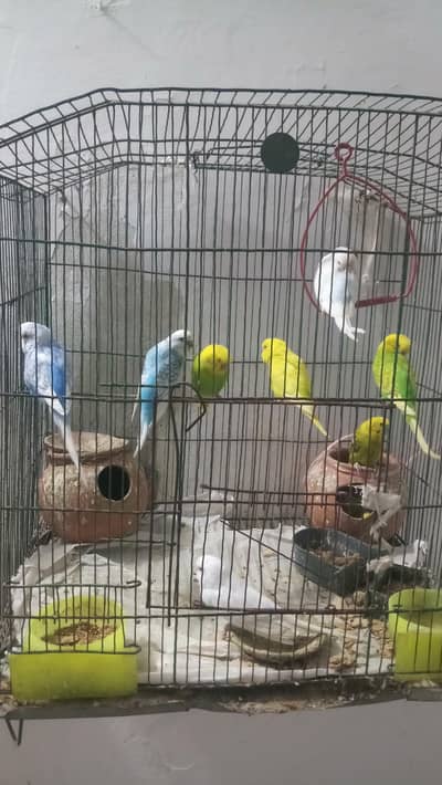 Beautiful Parrots with different colours