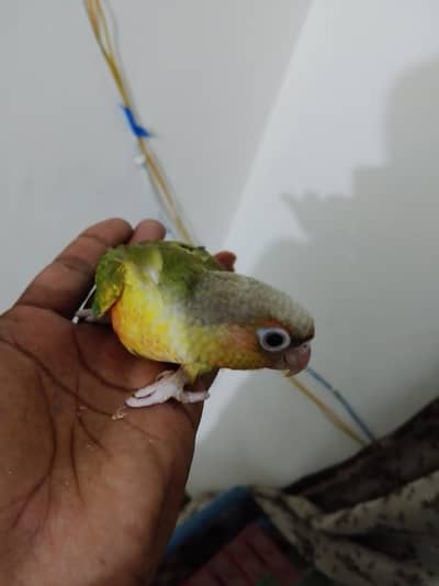 painappale conure
