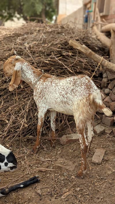Different weight bakra 2 dant and khasii