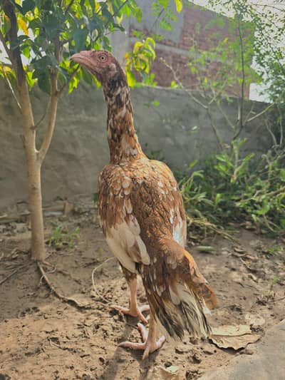 Pure Mianwali aseel