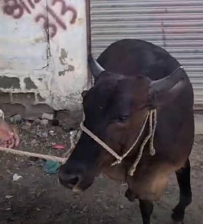 4 daant hai or 4.5 man hai