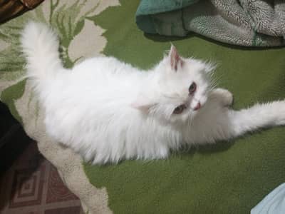 Persian cat available for adoption