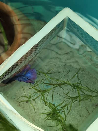 purple betta