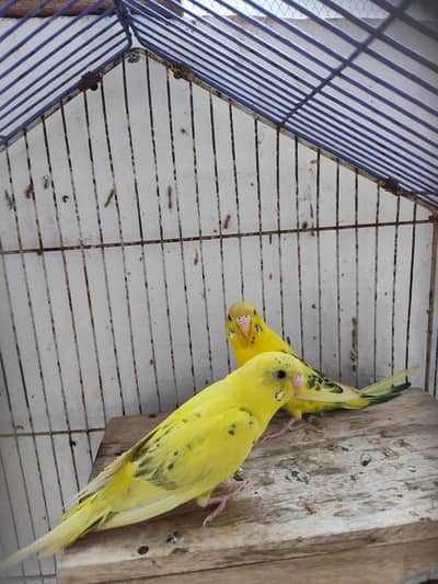 Australian Parrots available in bulk