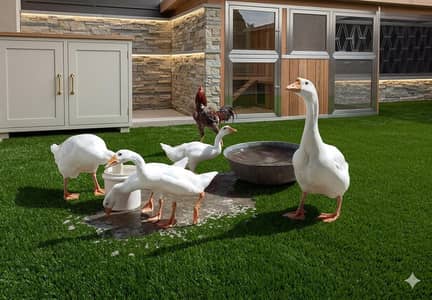 Premium White Goose Pair for Sale – Mature Breeding Pair