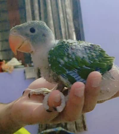 raw pahari pierrot