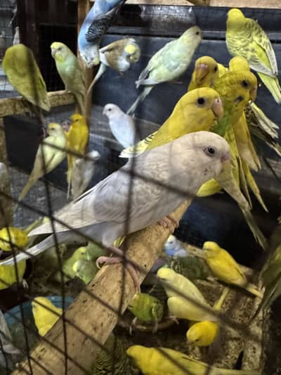 Australian Budgies Parrot