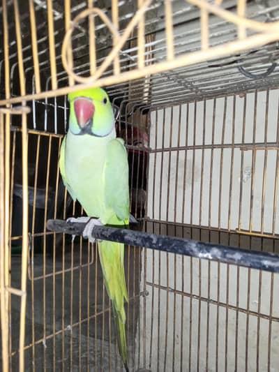 Green Parrot with cage