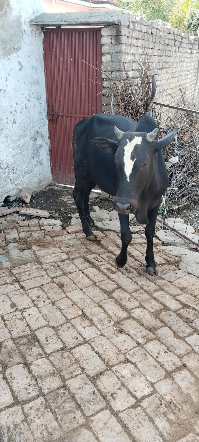 bail black 0