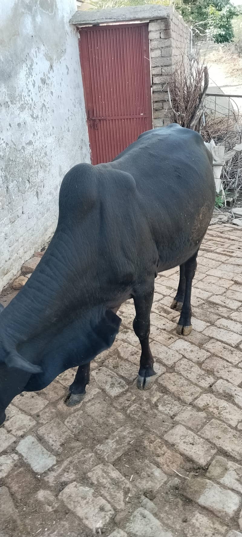 bail black 1