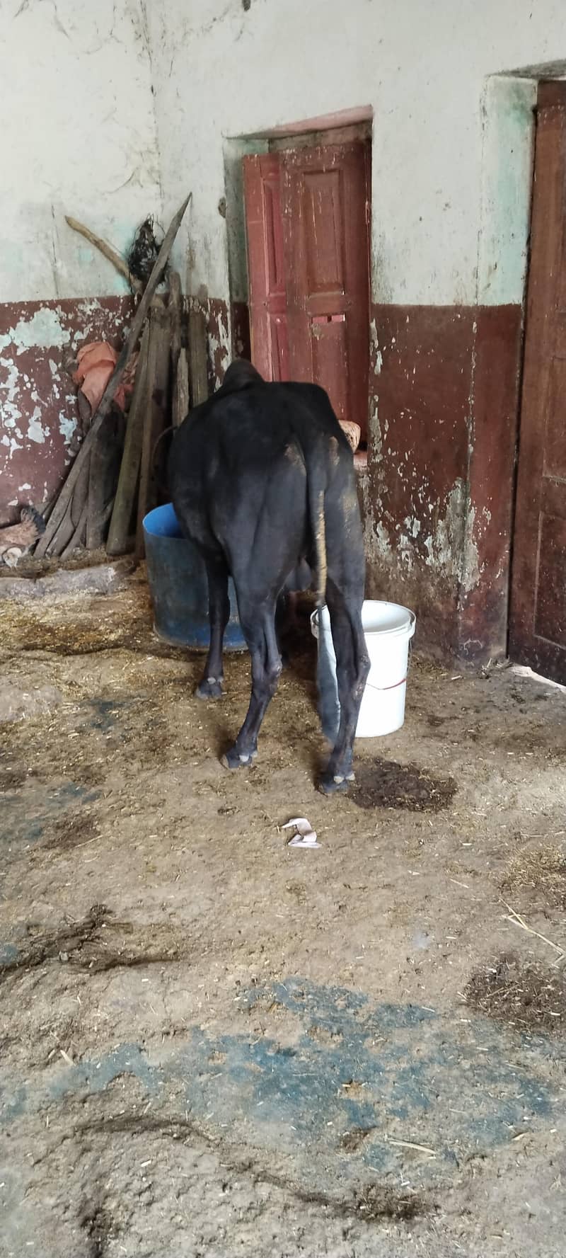 bail black 2