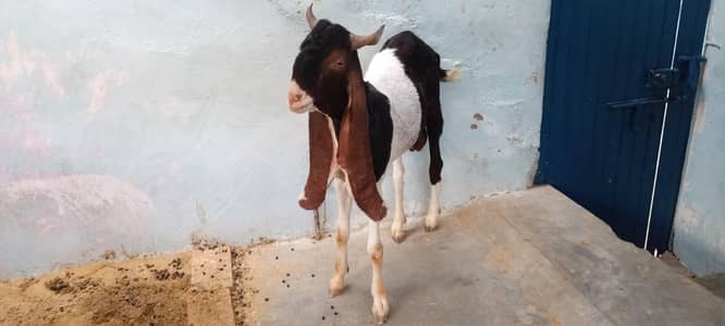 Goat  for sale