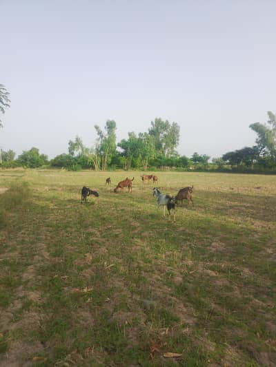 bakra for sale 2 dant
