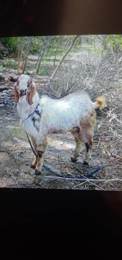 Bakra for sale    qurbani k Liye ghr pla hoa behtreen   dmnd 125000.