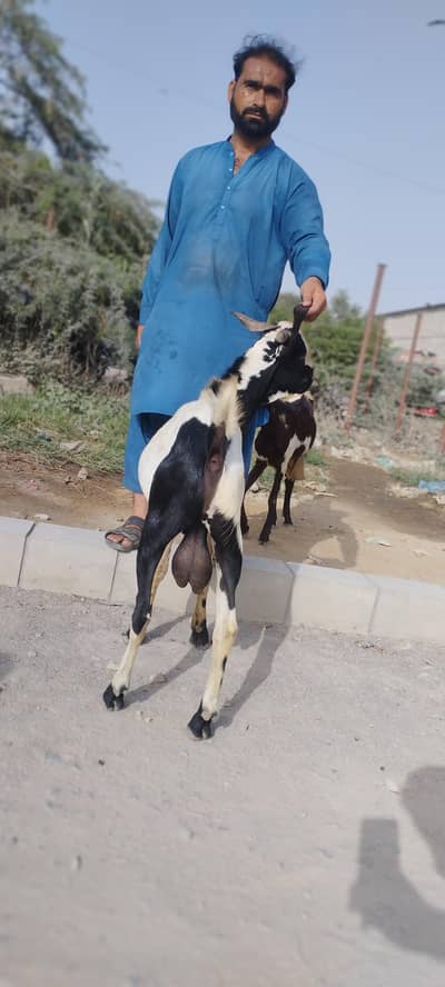 Desi andon  Bakra
